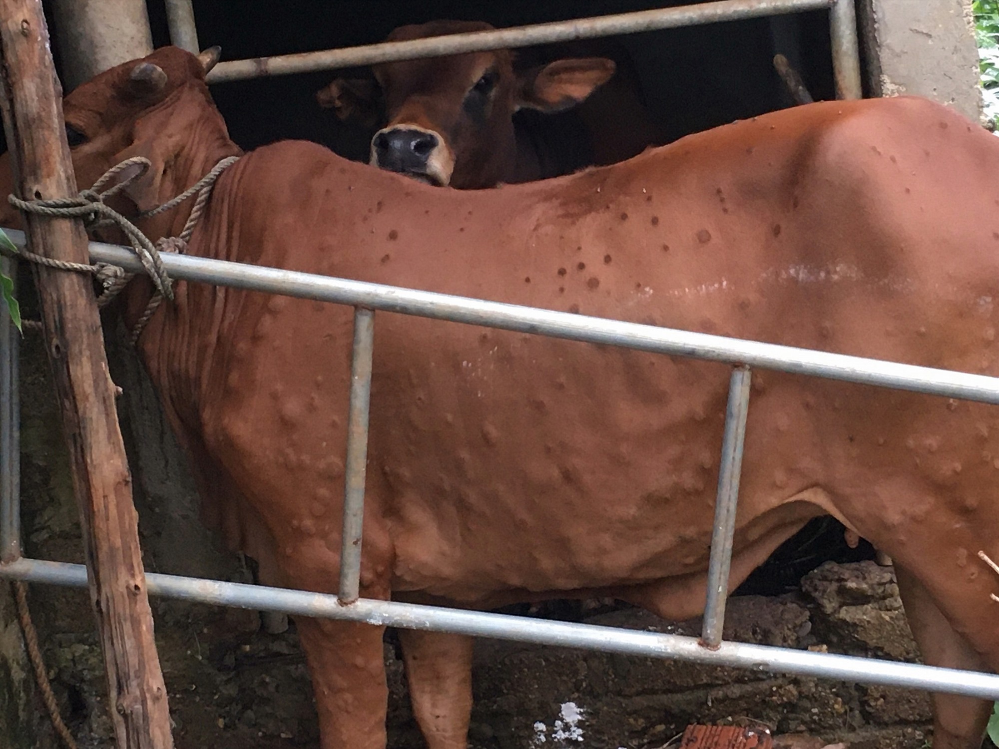 Tình hình dịch bệnh viêm da nổi cục trên trâu, bò tại Việt Nam