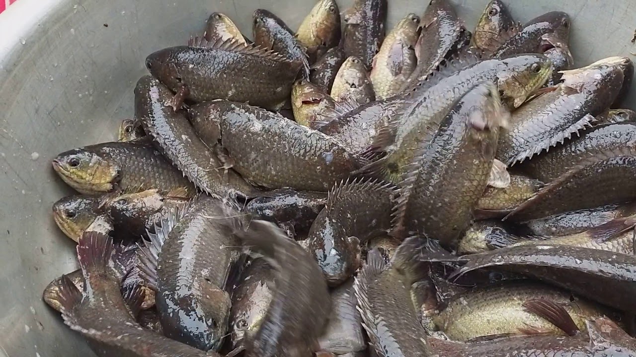Cách thức thu hoạch và mùa vụ thích hợp cho cá rô phi trong ao hồ