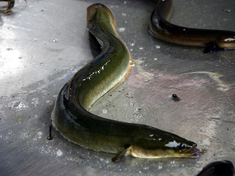 Phương pháp chăm sóc cá chình khi nuôi trong bể xi măng