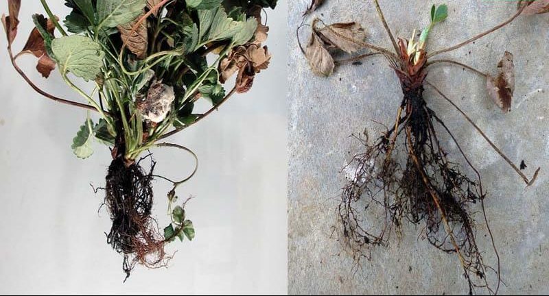 Cây dâu tây bị bệnh thối cổ rễ thường héo, lá sụp xuống và chết