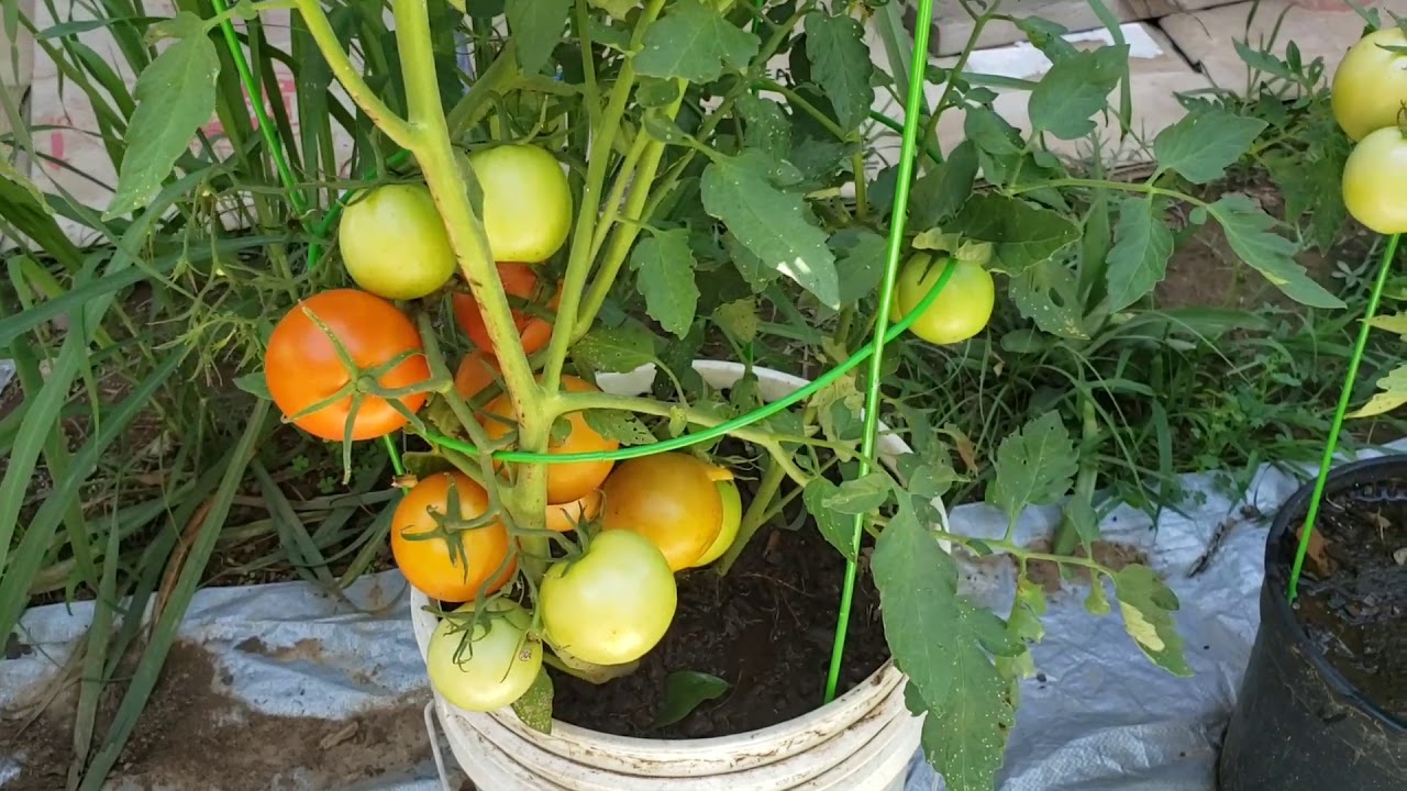 Cần có phương pháp để giúp cà chua ra trái