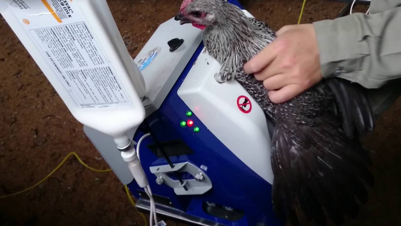 Tiêm vaccin cho gà nuôi lấy trứng